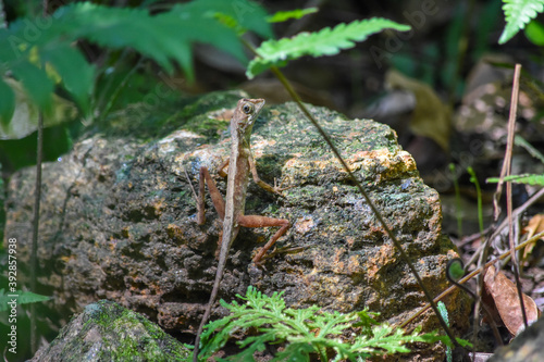 Wildlife From Peradeniya Botanical Gardens