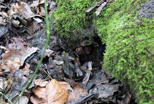 Dry leaves lie on the ground at the roots of the tree, overgrown with moss
