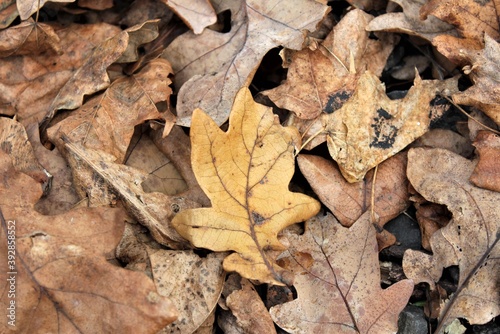 Fallen oak leaves lie on the ground in the forest on a cold autumn day