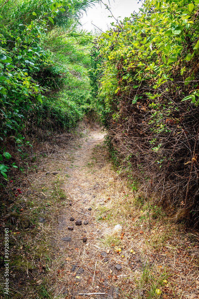 Fototapeta premium Dirt path in the forest under a grey sky