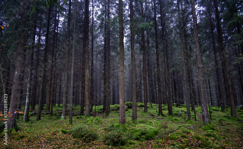 A dense pine forest with soft green moss on a wet autumn day in southern Sweden photo