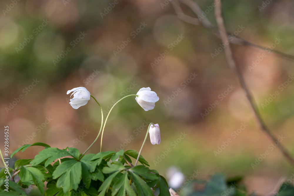 White spring flower called Wood anemone, anemone nemorosa or windflower with beautiful bokeh background. White spring flower called Wood anemone, anemone nemorosa or windflower with beautiful bokeh background.