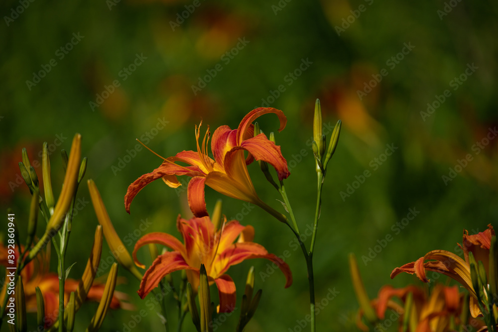 Two orange tiger lilies flowers. Eye-catching nature background.