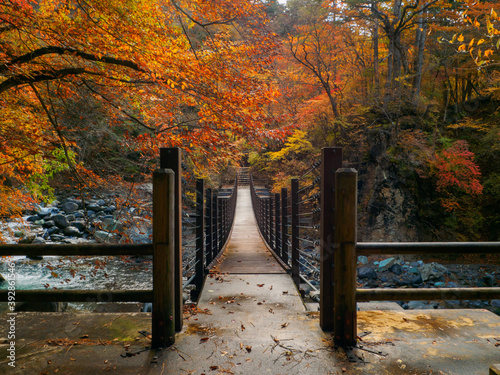 Suspension bridge in a valley with autumn leaves  Tochigi  Japan