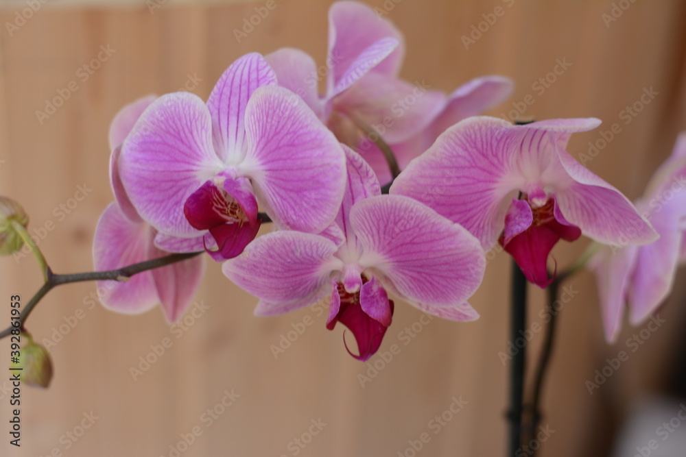 Obraz premium pink orchid flower