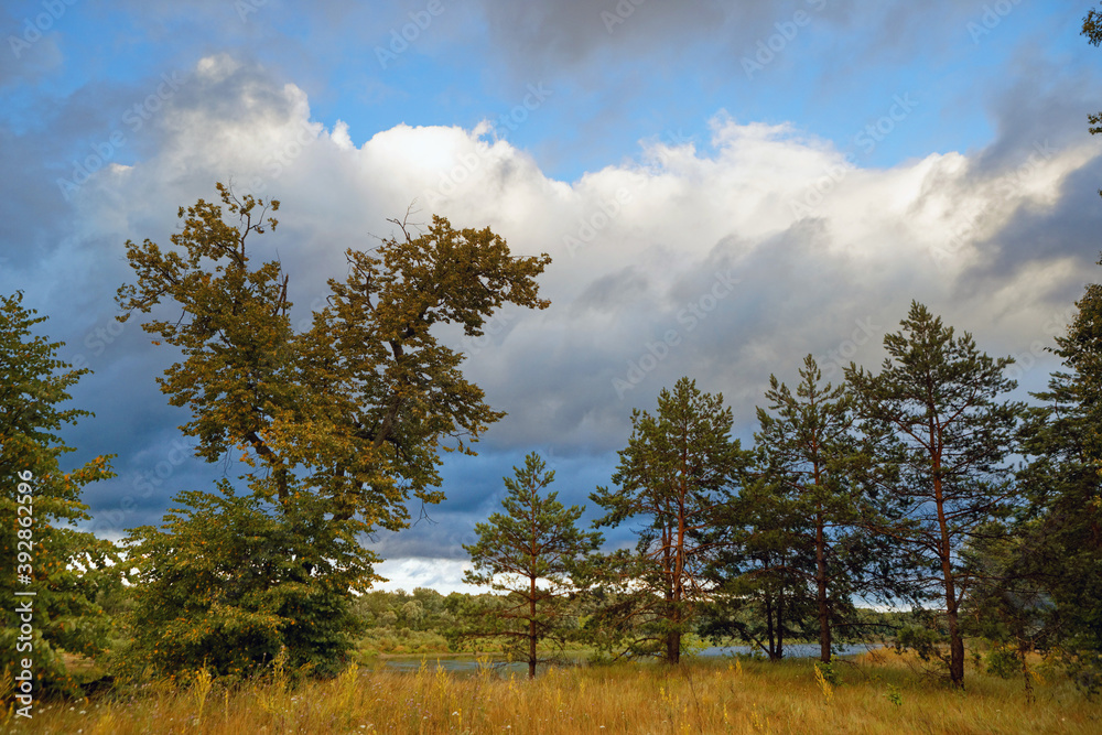 young pine trees under a stormy sky with clouds young pine trees under a stormy sky with clouds