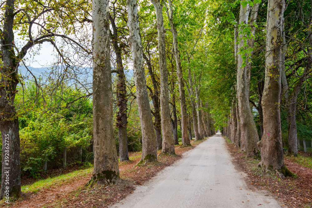 Fototapeta premium The main alley of plane trees in Vrelo Bosne Park in Sarajevo in autumn. Bosnia and Herzegovina