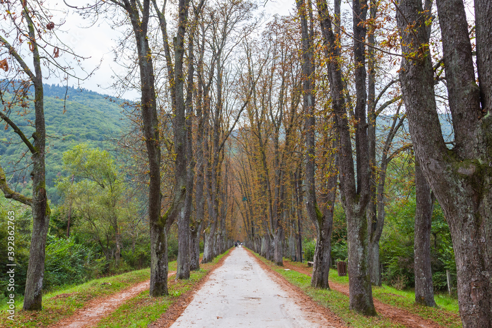 The main alley of plane trees in Vrelo Bosne Park in Sarajevo in autumn. Bosnia and Herzegovina The main alley of plane trees in Vrelo Bosne Park in Sarajevo in autumn. Bosnia and Herzegovina