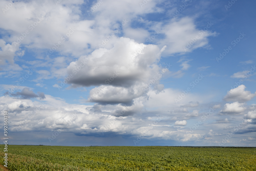 green corn field under stormy sky with clouds