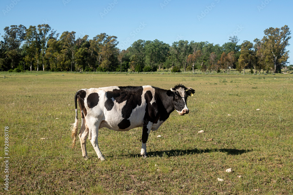 Vaca lechera pastando césped en campo argntino con un monte de fondo Vaca lechera pastando césped en campo argntino con un monte de fondo