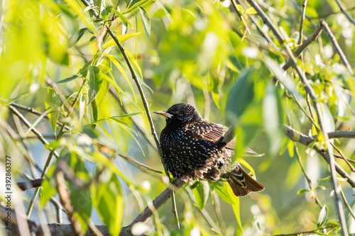black bird starling sits among luscious greenery