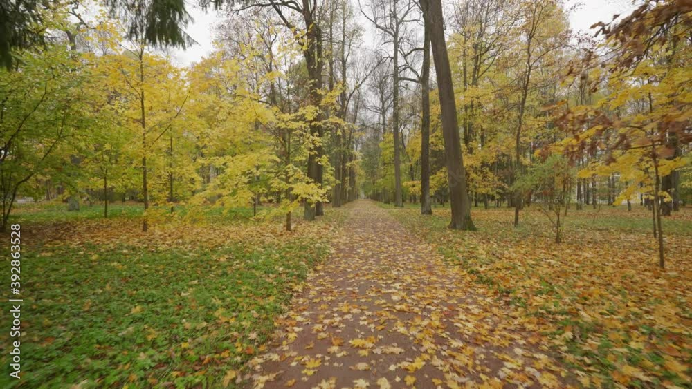 Walking on the path in Catherine Park in autumn, Tsarskoye Selo, Old garden, St. Petersburg, Russia. Walking on the path in Catherine Park in autumn, Tsarskoye Selo, Old garden, St. Petersburg, Russia.