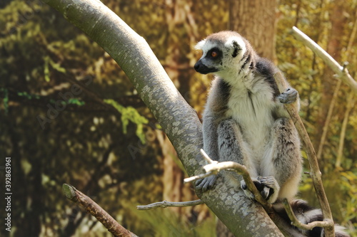 lemur on branch 