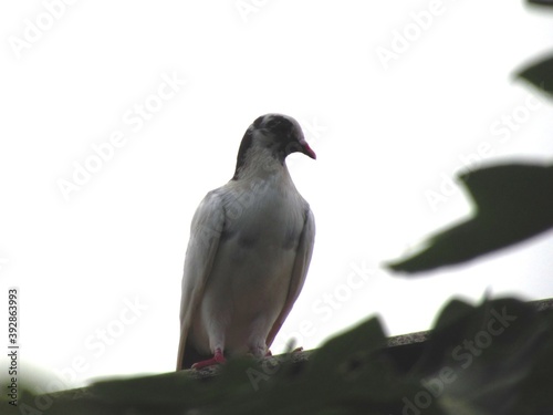 Birds Wild pigeons in barra do bugres - mato grosso Brazil