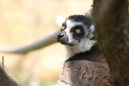 lemur on tree close up