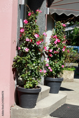 Rote Sommerblumen in Blumentöpfen  vor einer Haustür stehend, Deutschland, Europa