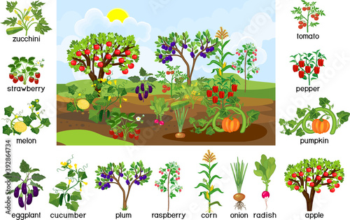 Harvest time. Landscape with vegetable garden. Puzzle with different vegetable and fruit agricultural plants with ripe harvest and titles isolated on white background