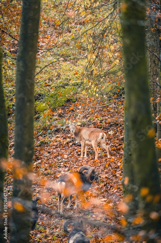 Wild lebende Mufflons im Teutoburger Wald, Bielefeld, Deutschland photo