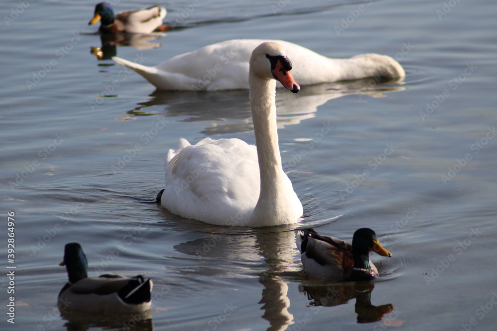 swans Cygnus beautiful water bird enjoying in lake water swans Cygnus beautiful water bird enjoying in lake water