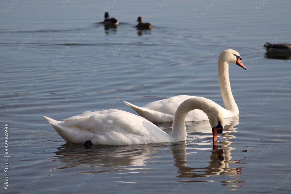 swans Cygnus beautiful water bird enjoying in lake water swans Cygnus beautiful water bird enjoying in lake water