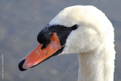 swans Cygnus beautiful water bird enjoying in lake water