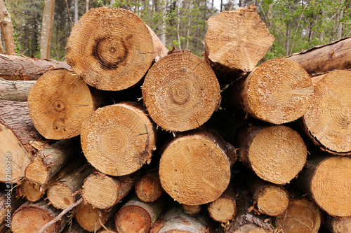 A stack of logs in a forest 