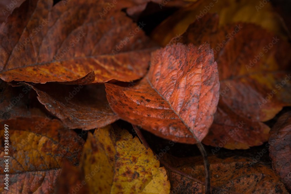 collection of autumn leaves