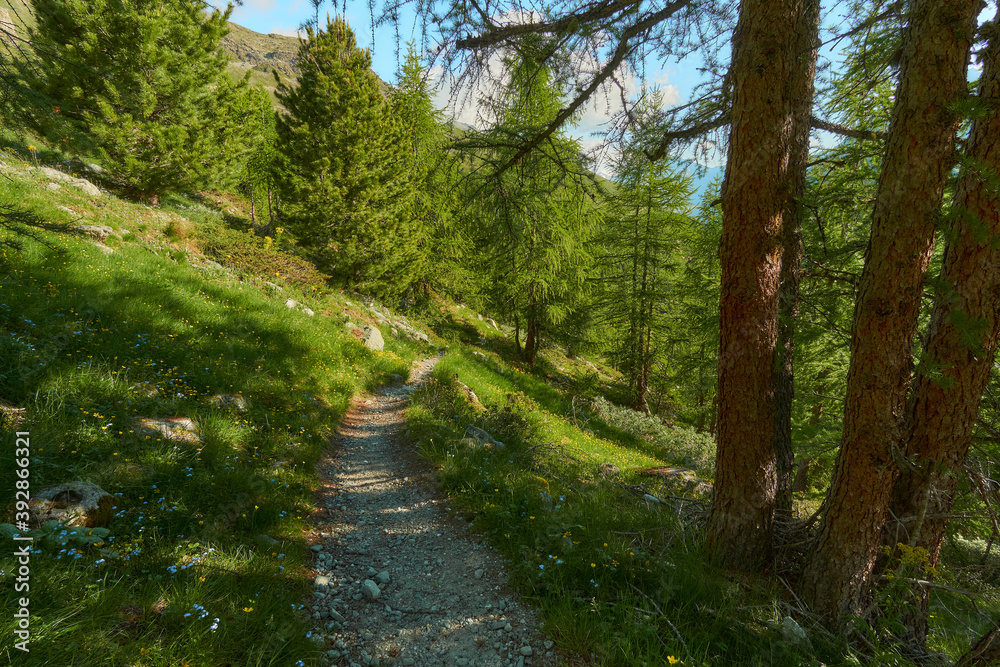 Bergpfad mit Lichtung unter hohen Fichten Bergpfad mit Lichtung unter hohen Fichten