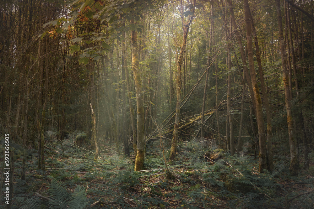 Obraz premium forest in autumn