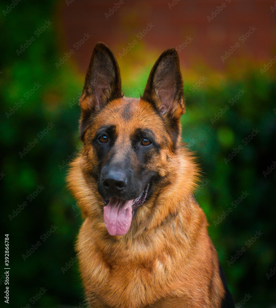 Portrait An obedient trained German Shepherd sits. Dog thoroughbred young female against a backdrop of green bushes and brick wall