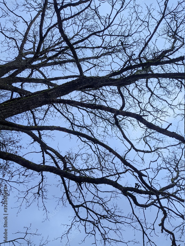 scary dry tree branches on a background of blue sky scary dry tree branches on a background of blue sky