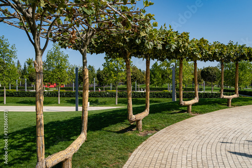 City Park of Krasnodar or Galitsky Park. Trunks of London plane tree (Platanus acerifolia) are shaped like benches. Galitsky Park for relaxation and walking. Krasnodar, Russia - September 17, 2020.