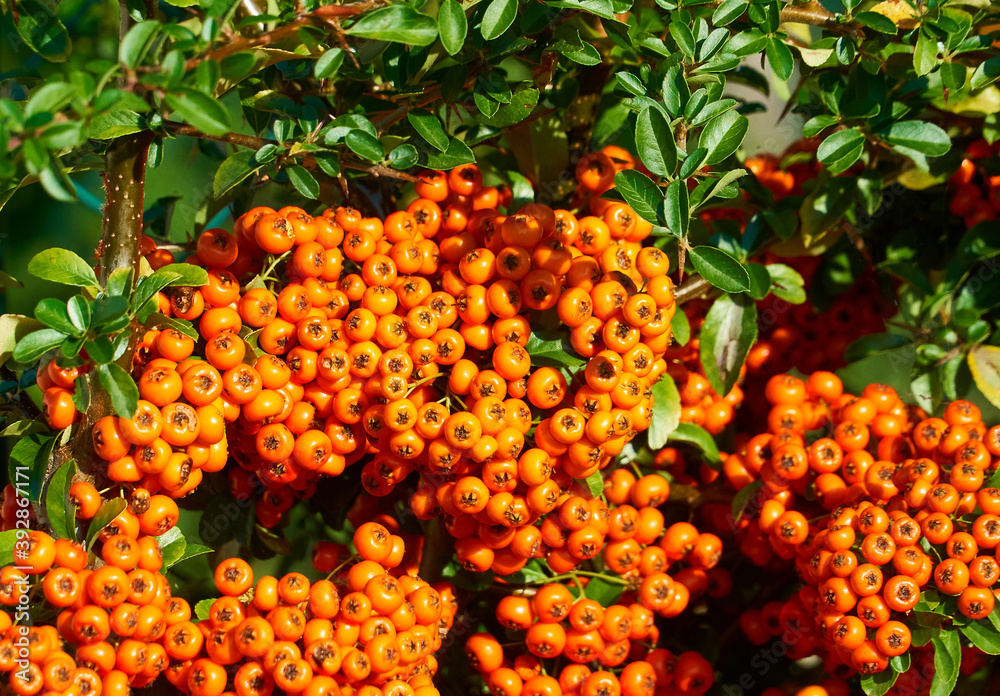 Branch of pyracantha or firethorn plant with bright orange berries against dark green background. Berries adorn the bush all winter.   