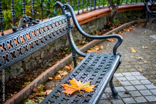 metal bench in autumn with dry leaf