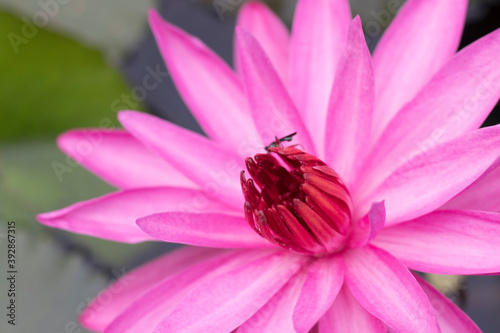  Portrait Pink lotus flower  in outdoor pool. photo