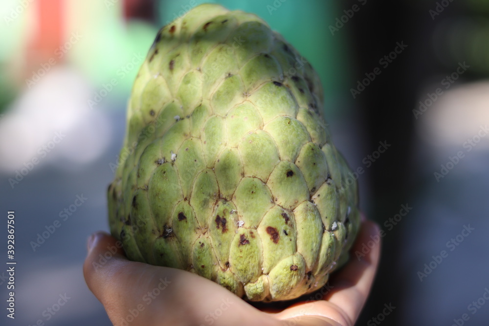 Obraz premium Sugar apple Thai on a woman's hand and in a basket,Portrait.