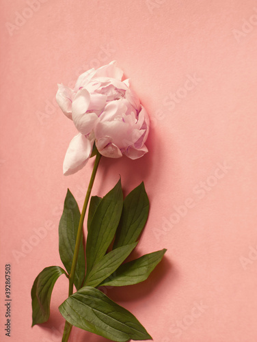 Simple pink peony flower on pink background. Valentines Day romantic concept. Pink rose with beautiful soft petals, vertical standing flowers. Copy space for text.