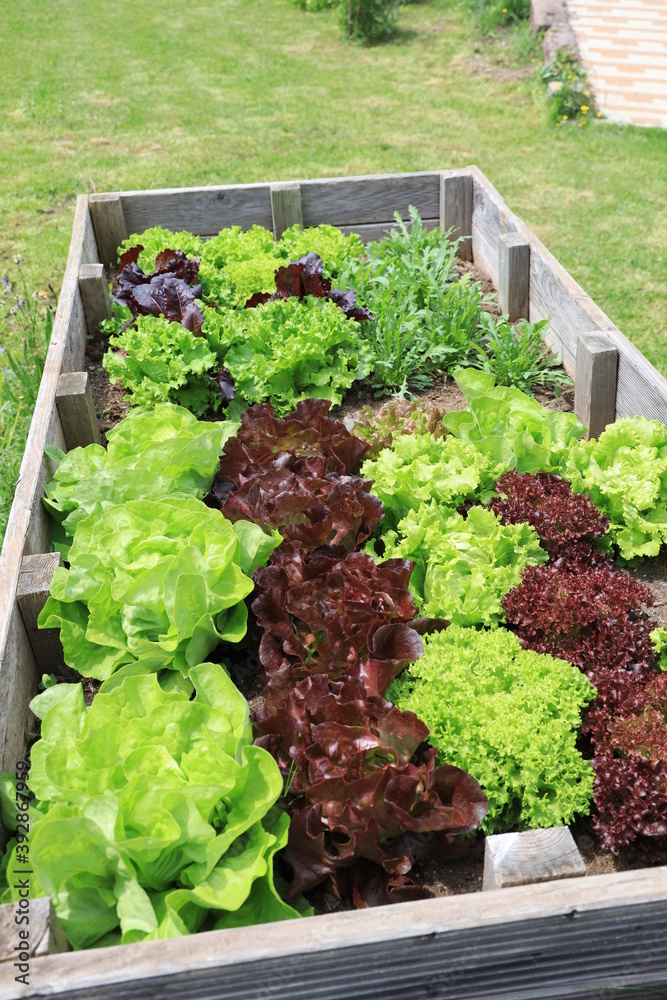 Salatbeet 2