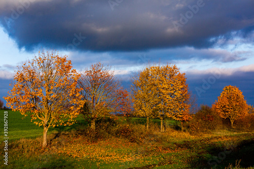 Beautiful autumn landscape with yellow trees  green and clouds. Falling leaves natural background Colorful foliage in the park