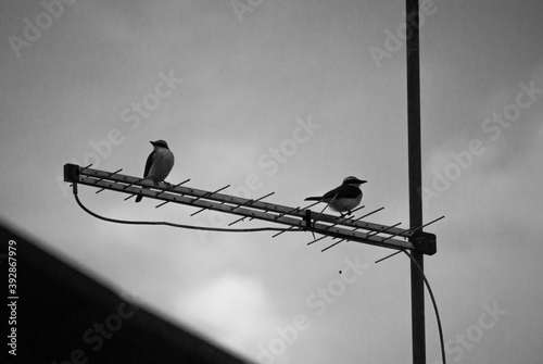 two pitangus sulphuratus photo