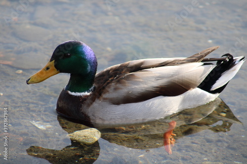 duck with beautiful feather swimming in lake