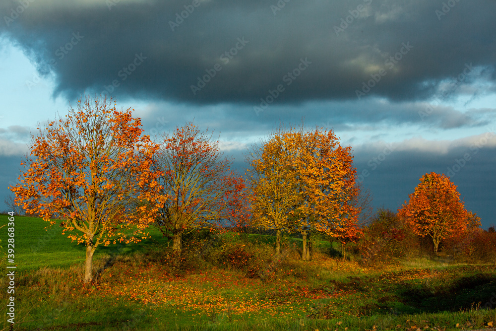 Beautiful autumn landscape with yellow trees, green and clouds. Falling leaves natural background Colorful foliage in the park
