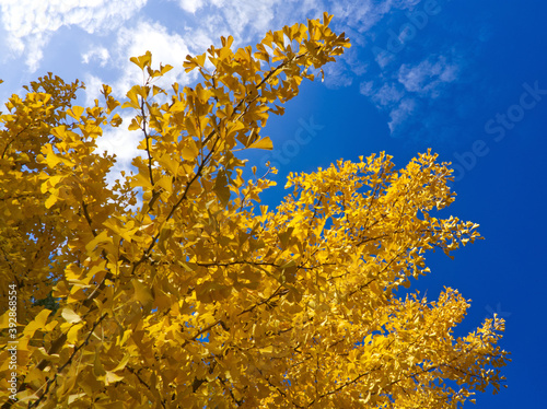 Gingko biloba tree, known as maidenhair tree in autumn with golden leaves on blue sky background. Autumn natural concept in contrast colors. Medical plant, ginkgo extract, dietary supplement.