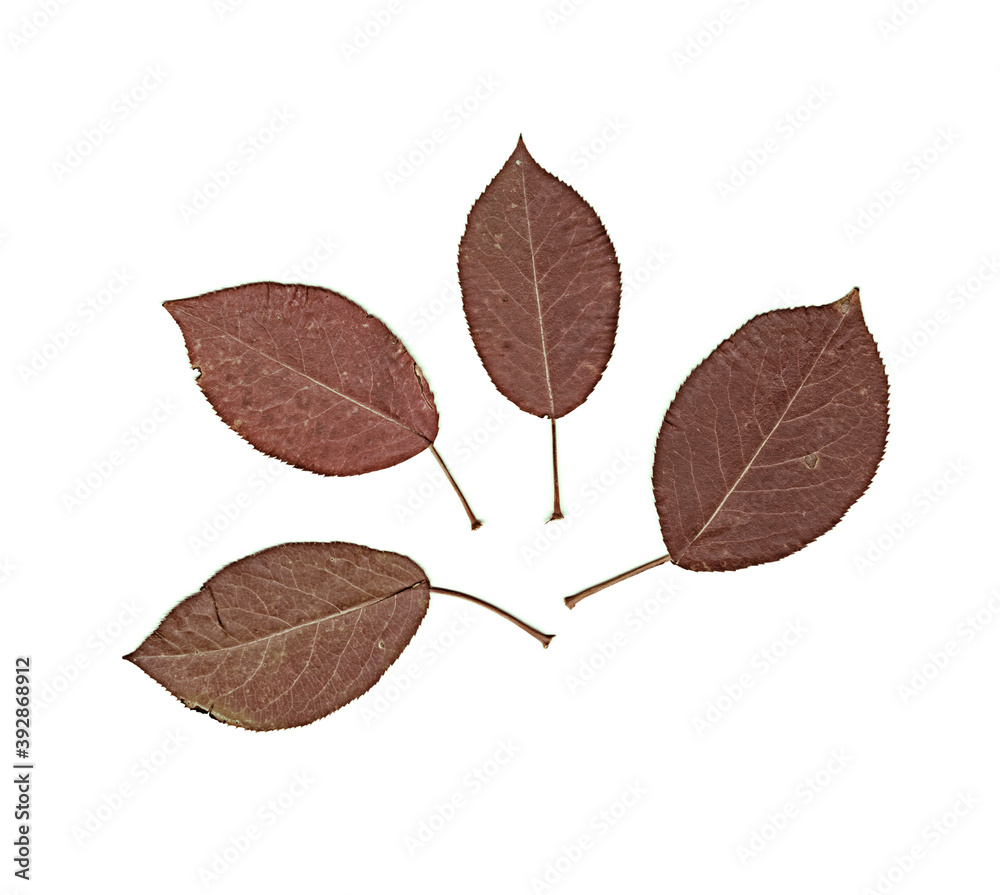 Red leaves of apple tree. Herbarium. Pressed and dried herbs. Composition of the leaves on a white background. Red leaves of apple tree. Herbarium. Pressed and dried herbs. Composition of the leaves on a white background.