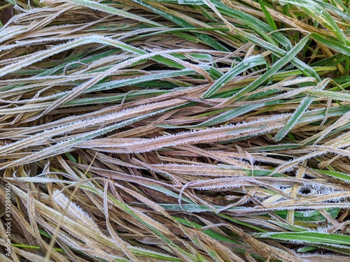 frozen grass closeup photo at autumn season