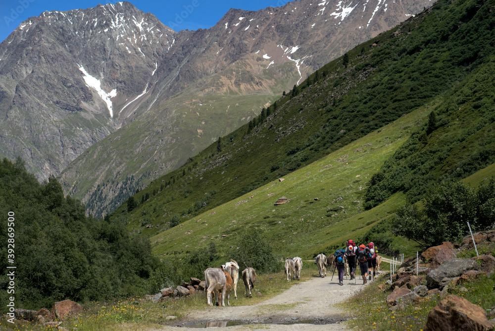 hikers on  their way to to distant huge mountains with beautiful horses next to the path in the Pitztal Alps, Austria