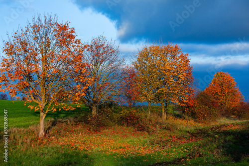 Fototapeta Naklejka Na Ścianę i Meble -  Beautiful autumn landscape with yellow trees, green and clouds. Falling leaves natural background Colorful foliage in the park