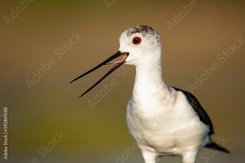 Black WInged Stilt