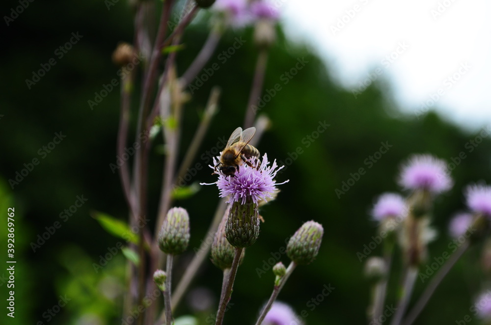 Purple thistle flower with honey bee. Macro photo. Purple thistle flower with honey bee. Macro photo.