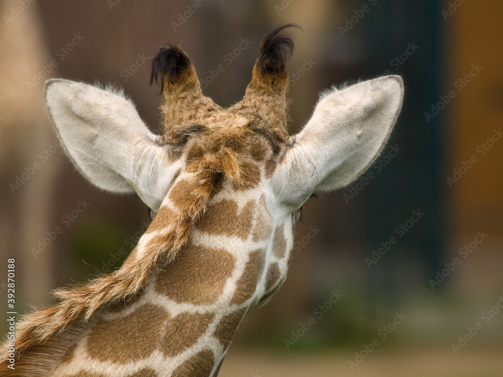 Obraz premium Giraffe, Kopf einer Giraffe.
